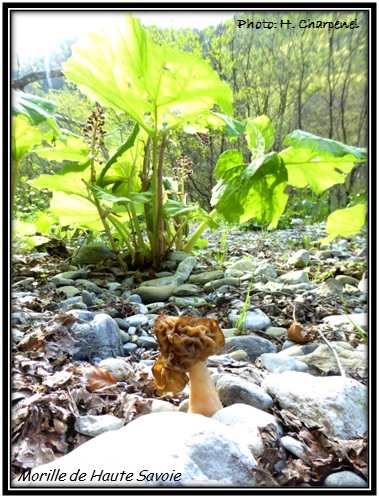 Morille de Haute Savoie