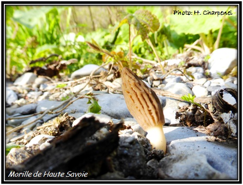 Morille de Haute Savoie