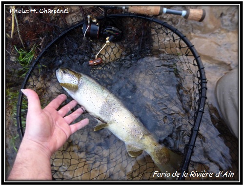 Fario de la Rivière d'Ain