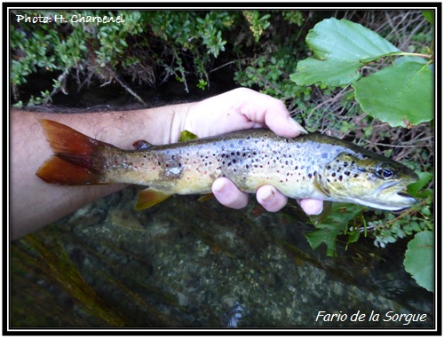 Fario de la Sorgue