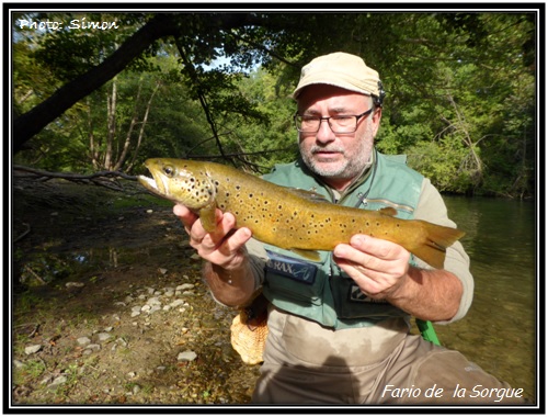 Fario de la Sorgue