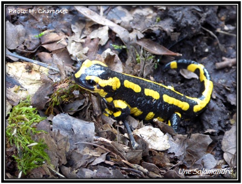 Une salamandre de l'Ain