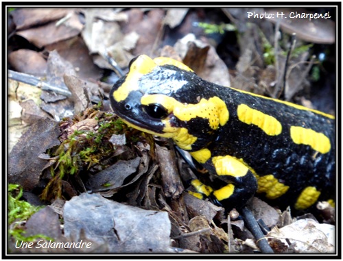 Une salamandre