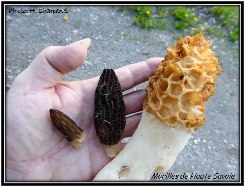 Morilles de Haute Savoie