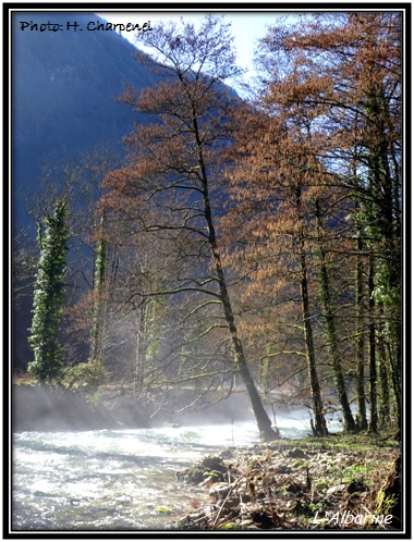 Albarine