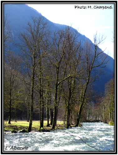 Albarine