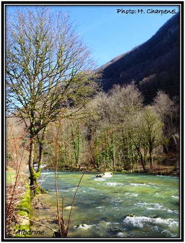 Albarine