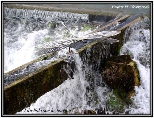 Libellule sur la sorgues !
