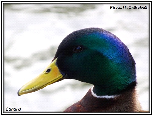 Canard