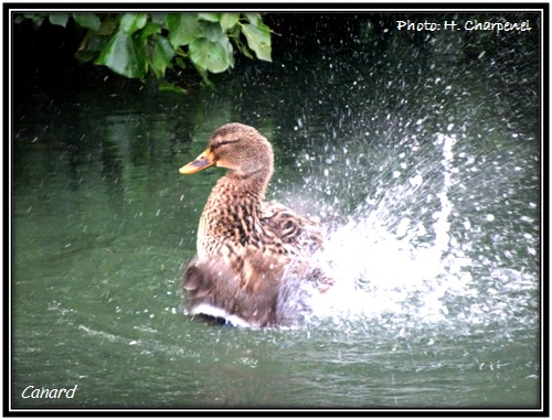 Canard