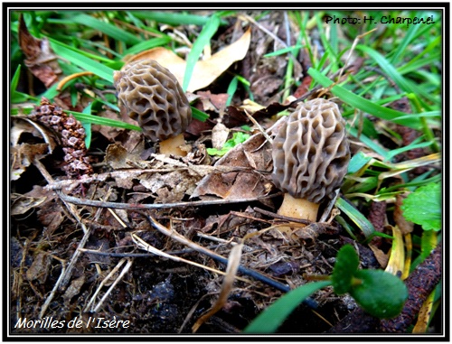 Morilles de l'Isre