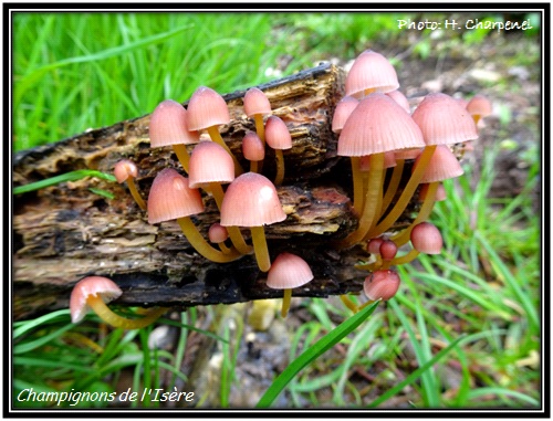 Champignons de l'Isère