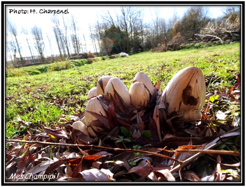 Mes premier champignon de 2018