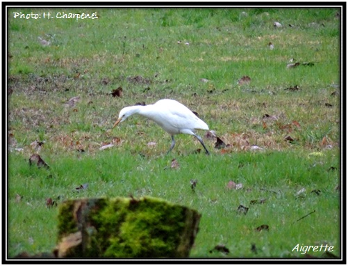 Aigrette