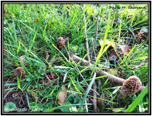 Morilles de l'Isre