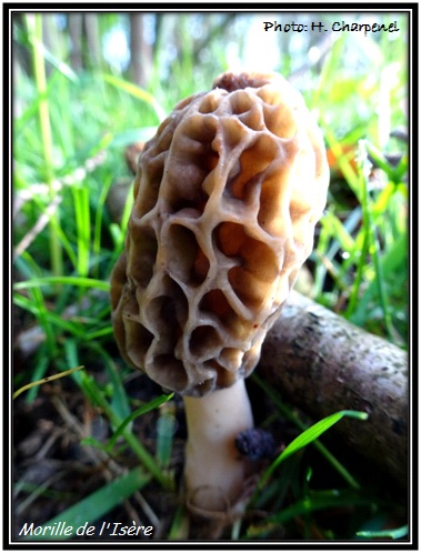 Morilles de l'Isre