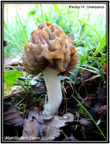 Morilles de l'Isre