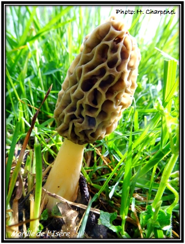 Morilles de l'Isre