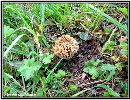 Morilles de l'Isre