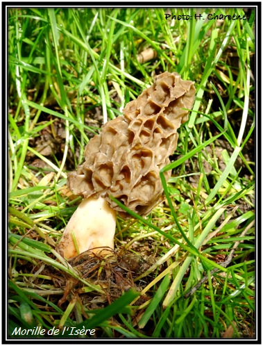 Morilles de l'Isre