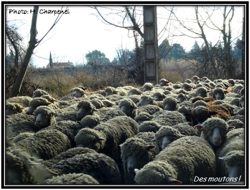 Moutons