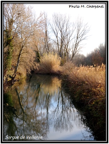 Sorgue velleron
