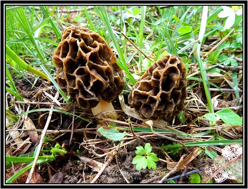 Morilles de l'Isère