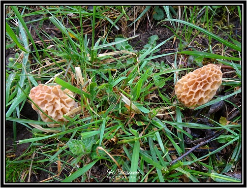 Morilles de l'Isère