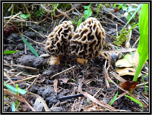 Morilles de l'Isre