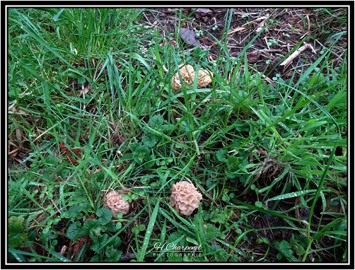 Morilles de l'Isère