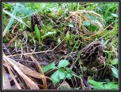 Morilles de l'Isre