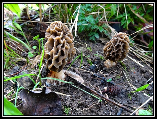 Morilles de l'Isère