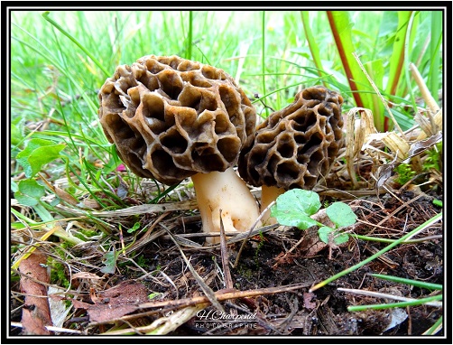 Morilles de l'Isre