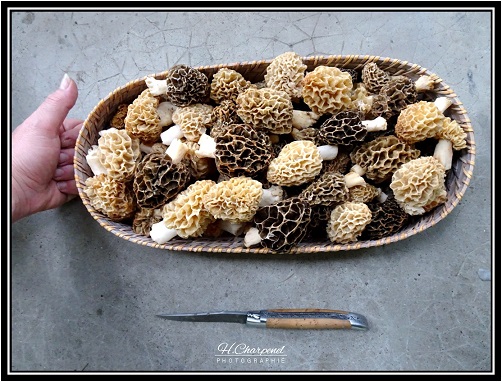 Morilles de l'Isère