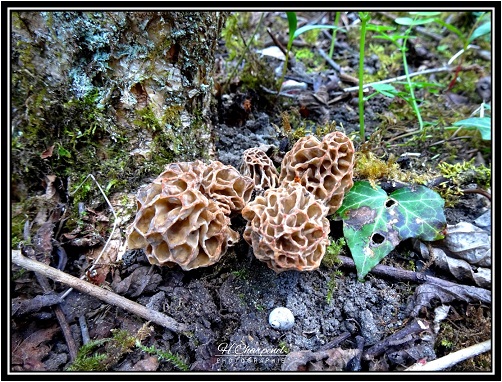 Morilles de l'Ain