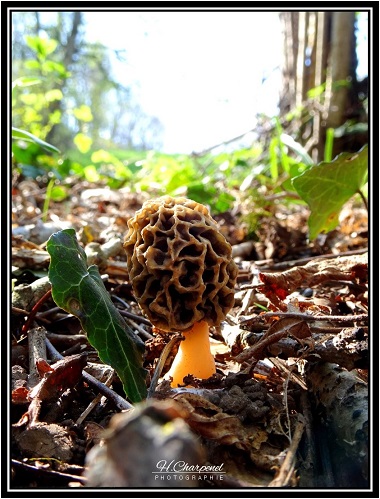 Morilles de Haute Savoie