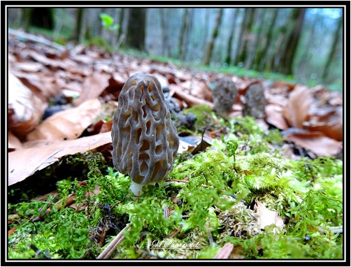 Morilles de Haute Savoie