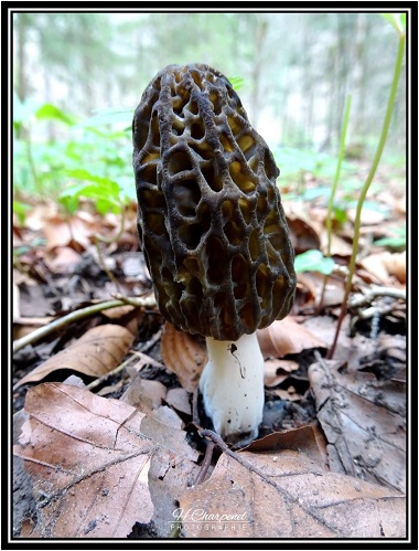 Morilles de Haute Savoie