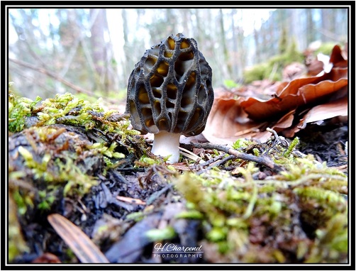 Morilles de Haute Savoie
