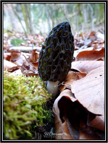 Morilles de Haute Savoie