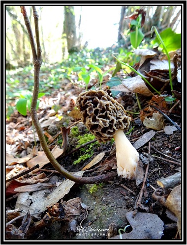 Morilles de Haute Savoie