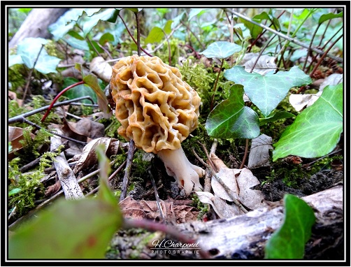 Morilles de l'Ain