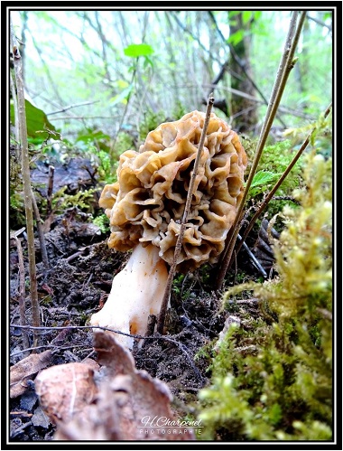 Morilles de l'Ain