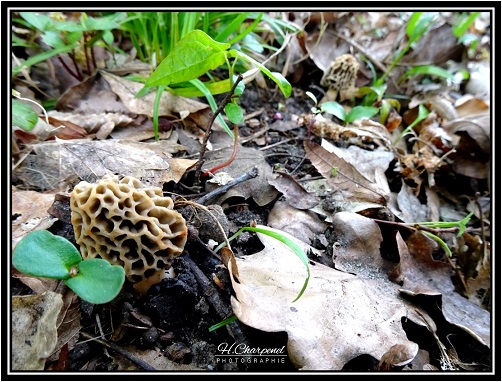 Morilles de l'Isère