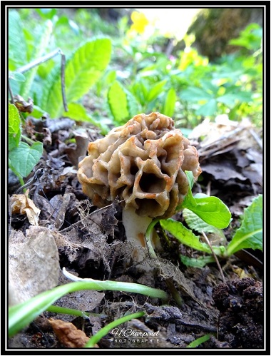 Morilles de Haute Savoie