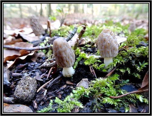 morilles de Haute Savoie