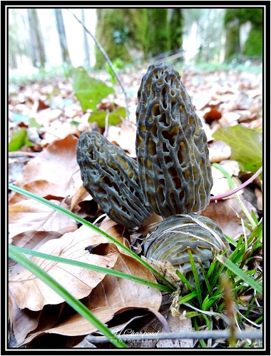 morilles de Haute Savoie
