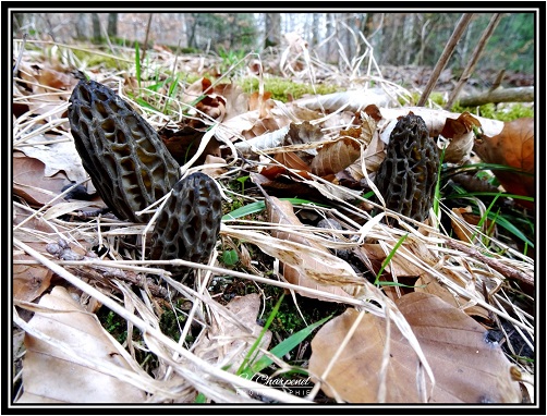 morilles de Haute Savoie