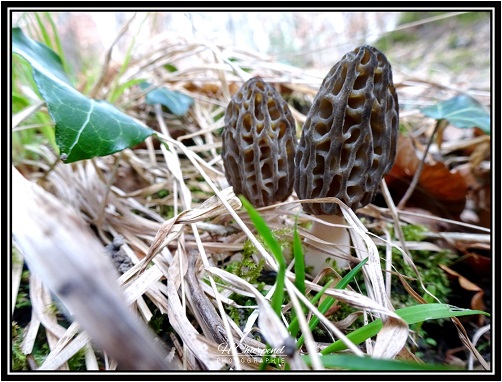 morilles de Haute Savoie