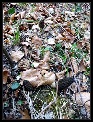 morilles de Haute Savoie
